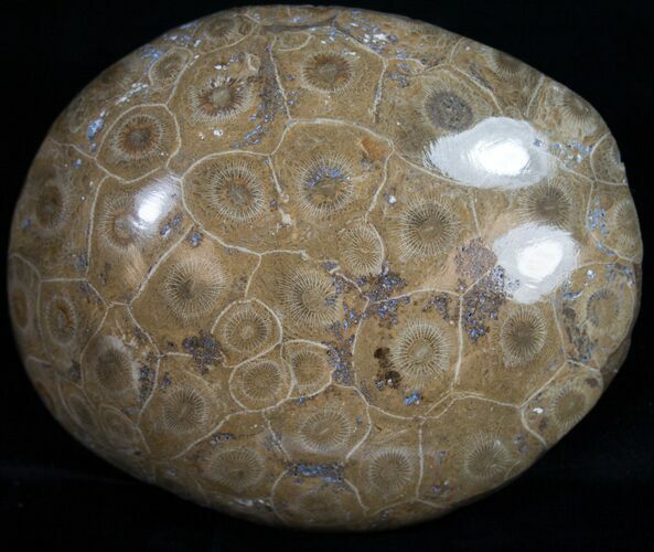 Polished Fossil Coral Head - Morocco #10397